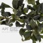 Bucephalandra Brownie Ghost Tissue Culture FJ