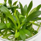 Helanthium Quadricostatus (Echinodorus) Tissue Culture FJ