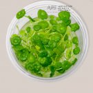 Hydrocotyle Verticillata Tissue Culture (Pennywort) FJ
