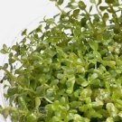 Rotala Orange Juice Tissue Culture FJ