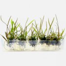 Cryptocoryne Tonkinensis Tissue Culture FJ