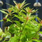 Proserpinaca Palustris Tissue Culture Mermaid Weed FJ