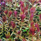 Rotala Hra Tissue Culture FJ