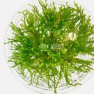 Taiwan Moss Tissue Culture FJ