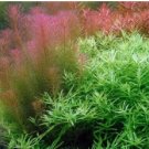 Rotala Wallichii Tissue Culture FJ