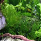 Spiky Moss Tissue Culture FJ