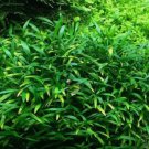 Cryptocoryne Parva Tissue Culture FJ