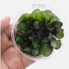 Echinodorus Small Bear Tissue Culture FJ