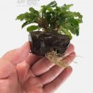 Bucephalandra Green Wavy on Driftwood FJ