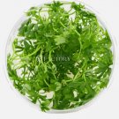 Ranunculus Inundatus Tissue Culture FJ