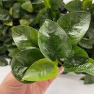 Anubias Butterfly FJ