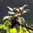 A Bucephalandra Species Tissue Culture Premium Full Bag [Grower's Choice] FJ