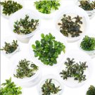 A Bucephalandra Species Tissue Culture [Grower's Choice] FJ
