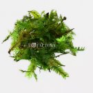 Fissidens Nobilis Rare Moss FJ
