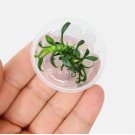 Anubias Chili Mini [Small Tissue Culture Cup] FJ