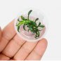 Anubias Chili Mini [Small Tissue Culture Cup] FJ