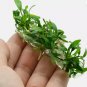 Anubias Minima Dragon Claw Tissue Culture FJ