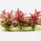 Hygrophila Chai Tissue Culture In Vitro Pink FJ