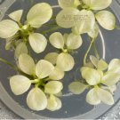 Anubias White Platinum Petite Tissue Culture FJ