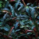 Bucephalandra Kedagang Red Tissue Culture FJ
