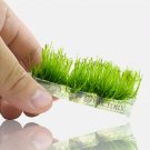 Weeping Moss Tissue Culture FJ