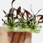 Echinodorus Aflame Tissue Culture Purple Knight Sword FJ