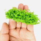 Micranthemum Monte Carlo Tissue Culture FJ