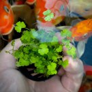 Hydrocotyle Tripartita Tissue Culture FJ