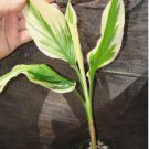 ~EMPEROR~ Curcuma Petiolata Variegated Hidden Ginger Live Plant FJ