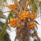 ~Rangiroa~ RED TAHITI Dwarf Coconut SEED Cocos nucifera Tropical Palm Tree FJ