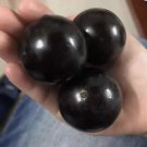 ~Plinia Oblongata Azeda~ Jaboticaba Plinia Phitrantha Fruit Tree small pot Plant FJ