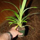 ~FRAGRANT PANDAN~ Pandanus Amaryllifolius UNIQUE SPICE Bigger 6-12+in PLANT FJ