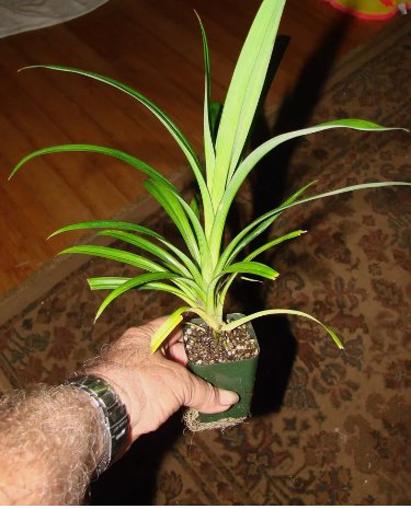 ~FRAGRANT PANDAN~ Pandanus Amaryllifolius UNIQUE SPICE Bigger 6-12+in PLANT FJ
