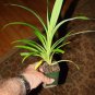 ~FRAGRANT PANDAN~ Pandanus Amaryllifolius UNIQUE SPICE Bigger 6-12+in PLANT FJ