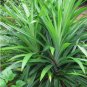 ~FRAGRANT PANDAN~ Pandanus Amaryllifolius UNIQUE SPICE Bigger 6-12+in PLANT FJ