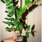 ~CABELLUDA~ Myrciaria Glazioviana ~Yellow Jaboticaba~ Plinia bigger starter size FJ