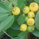 ~Lemon Guava~ psidium littorale Yellow Strawberry Guava fruiting age 3ft Plant FJ