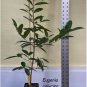 ~Savannah Cherry~ Eugenia calycina FRUIT TREE 2-3+ft Potd Plant FJ