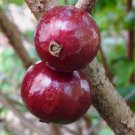 ~RED Hybrid Jaboticaba~ Plinia Pitrantha Dwarf Grape Fruit Tree 2 yrs old Plant FJ
