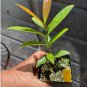 Cherry of the ~RIO GRANDE~ Eugenia aggregata Live FRUIT TREE sm Potd Plant FJ