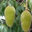 ~BAOBAB~ Adansonia Digitata Prehistoric Tree of LIFE Excellent Bonsai 10 Seeds FJ