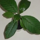 ~VOACANGA AFRICANA~ Wild Frangipani Unique African Fruit Tree Live potd Plant FJ