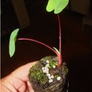 ~ULAULA KUMU~ edible TARO Colocasia HAWAIIAN ELEPHANT EAR small potted Plant FJ