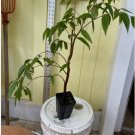 ~BLUE JABOTICABA~ Myrciaria vexator FRUIT TREE Beautiful Bark 2-3ft potd Plant FJ