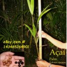 ~ACAI~ Euterpe Oleracea Para Dwarf Fruit Palm Tree potd 3-4ft Plant FJ