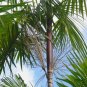 ~ACAI~ Euterpe Oleracea Para Dwarf Fruit Palm Tree potd 3-4ft Plant FJ