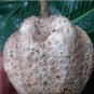 ~Transvaal Gardenia~ BUSHVELD Fruit Tree Gardenia volkensii Live 2-3+ Potd PLANT FJ