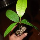 ~LOQUAT~ Eriobotrya japonica JAPANESE PLUM Fruit Tree Live 2-3ft Plant FJ