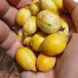 ~BLACKBERRY JAM~ Fruit Tree Randia Formosa JASMIN de ROSA Live 2-3ft Potd PLANT FJ