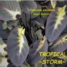 ~TROPICAL STORM~ TARO Colocasia esculenta ELEPHANT EAR Live sml Plant FJ